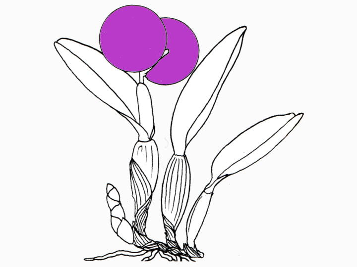 Rhyncholaeliocattleya Ecuagenera Delight