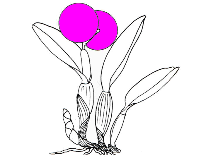 Rhyncholaeliocattleya Eugene Banziger