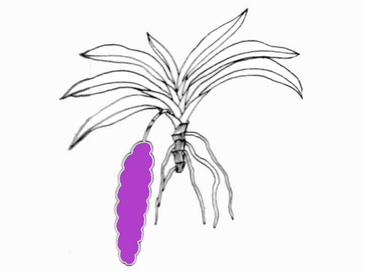 Sarcochilus fitzgeraldii (5cm topf)
