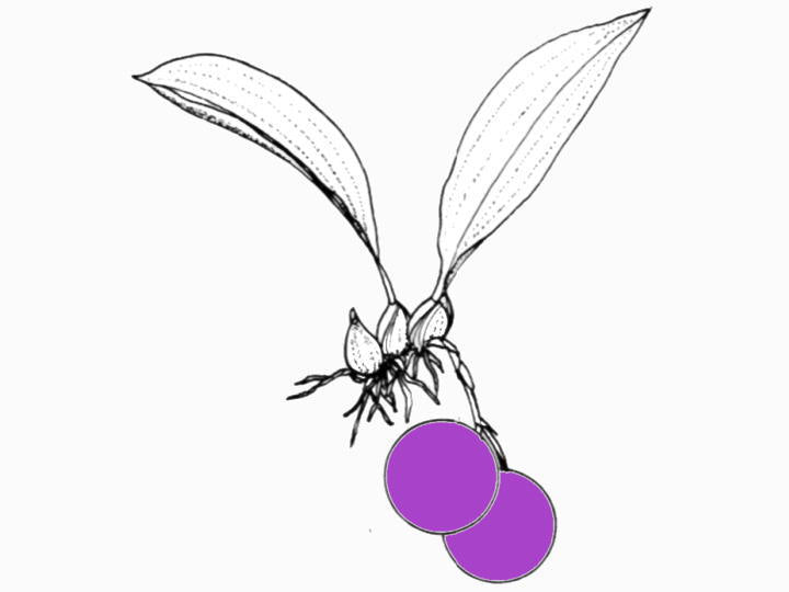 Stanhopea oculata (9cm Topf)