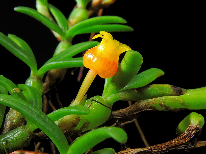 Mediocalcar pygmaeum (5 cm Topf)