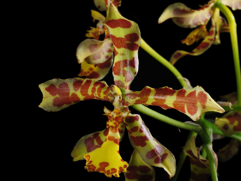 Rossioglossum insleayi (5 cm Topf)