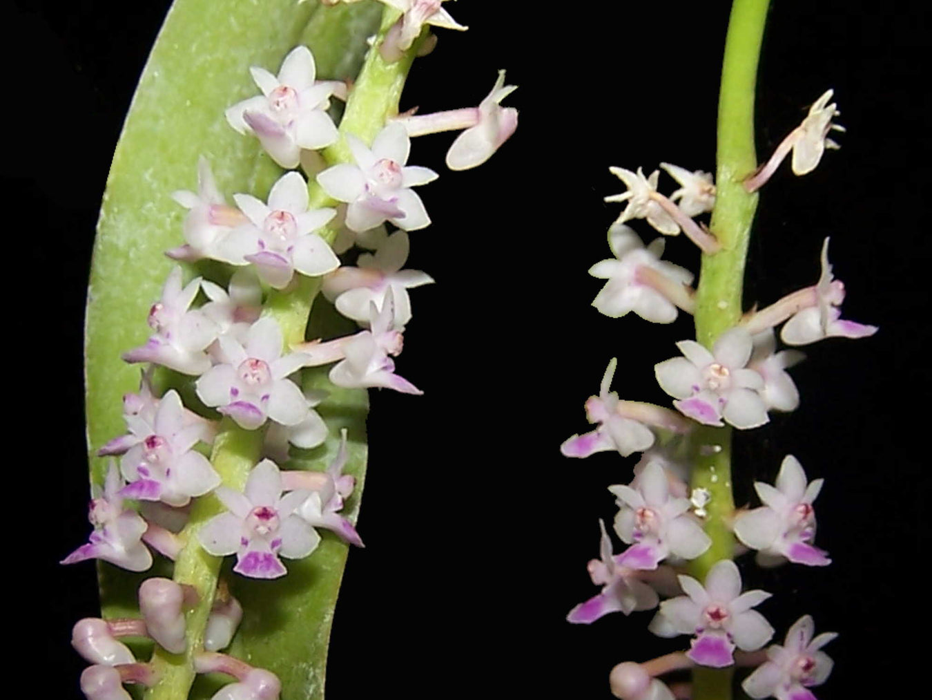 OrchiPack