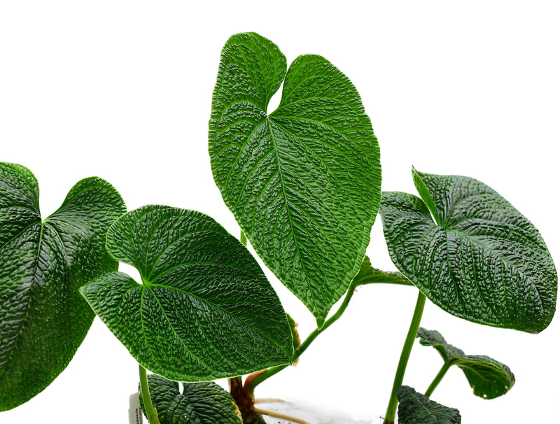 Anthurium splendidum