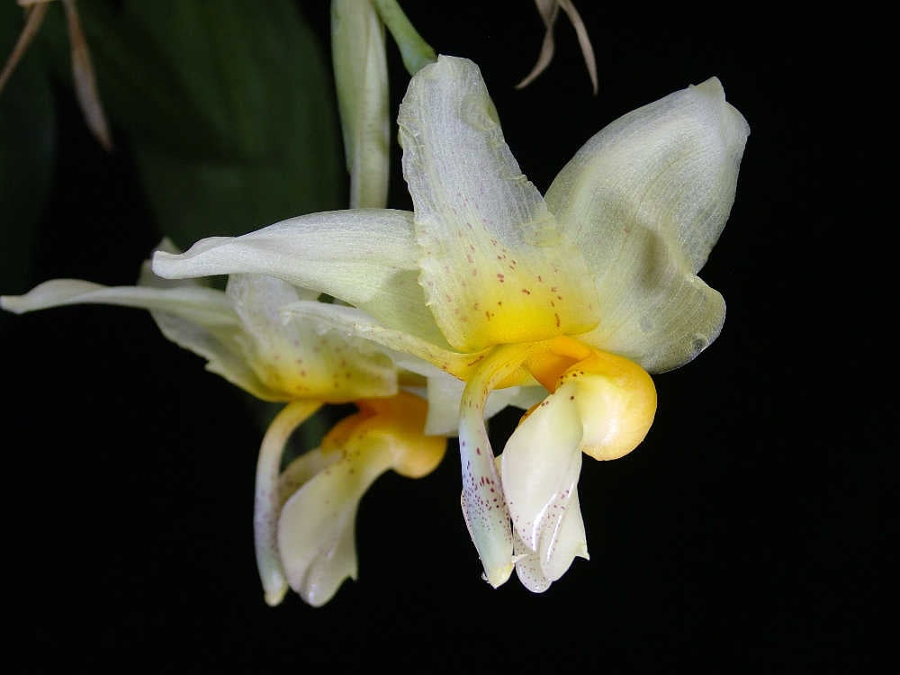 Stanhopea embreei