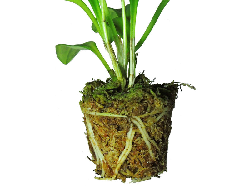 Sphagnum Moos Chile - 500g